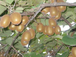 kiwi.jpg