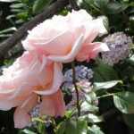 Hobart Tasmanien Blumenmeer