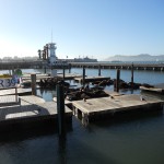 Sea Lions 21 years at Pier 39 Fisherman´s Wharf