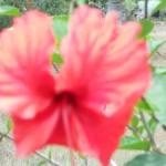 Flora und Fauna Costa Ricas