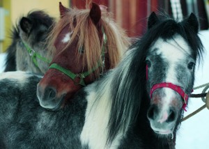 shetlands2-cmyk-zeitung Chilly und Pepper freuen sich auf Euch!